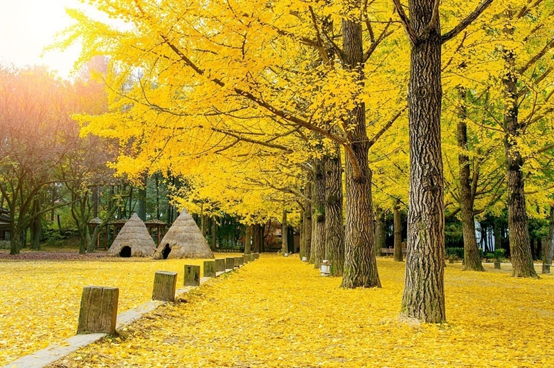 Mùa thu ở Hàn Quốc đẹp đến nao lòng