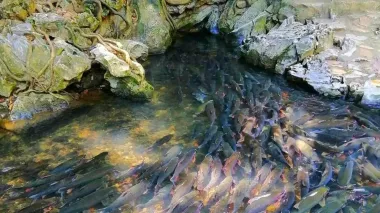 Tour Mai Châu - Pù Luông - Suối Cá Thần - Thác Mây 2N1Đ