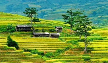 Tour Mù Cang Chải - Sapa mùa lúa chín 3N2Đ
