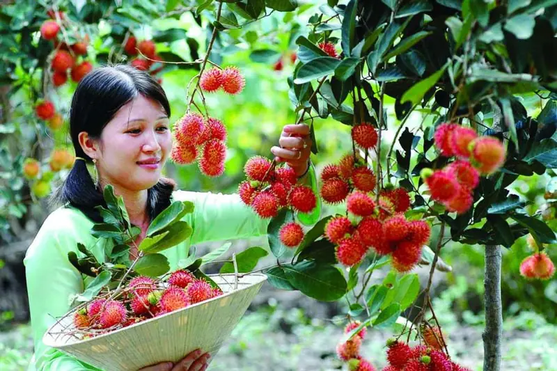 miệt vườn tr&aacute;i c&acirc;y miền T&acirc;y