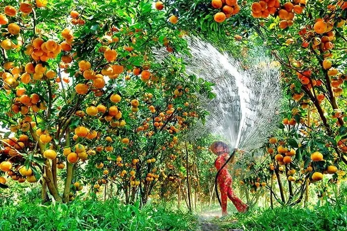 miệt vườn tr&aacute;i c&acirc;y miền T&acirc;y